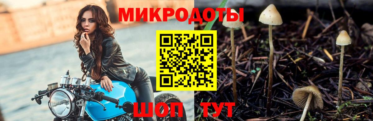 Псилоцибиновые грибы Psilocybine cubensis Чернушка
